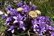 50 Sul sentiero spettacolo di   gentiana anisodonta-ramosa in piena fioritura